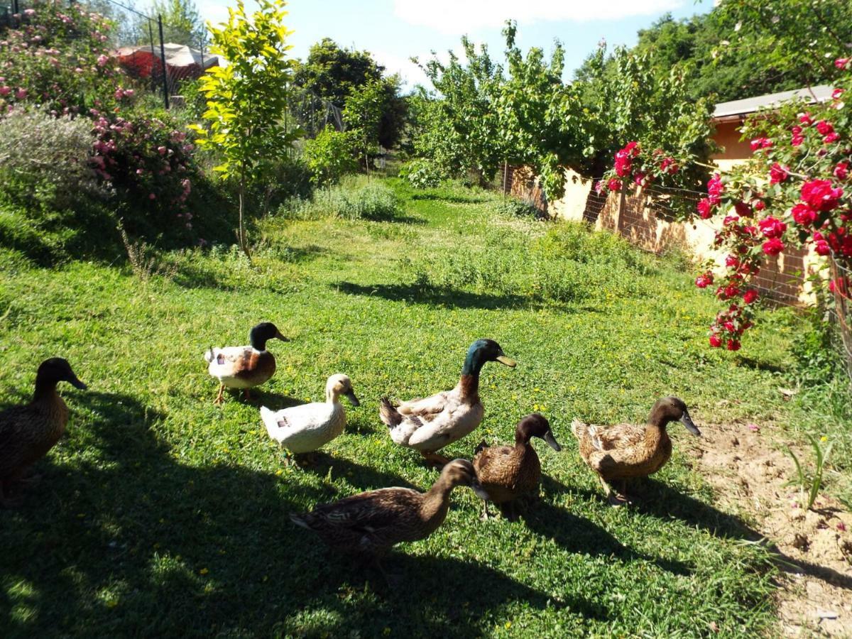 Agriturismo Frallarenza Ficulle Екстериор снимка