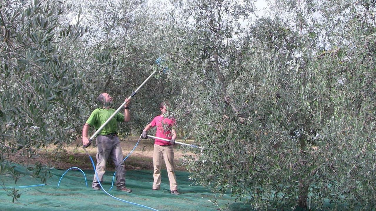 Agriturismo Frallarenza Ficulle Екстериор снимка