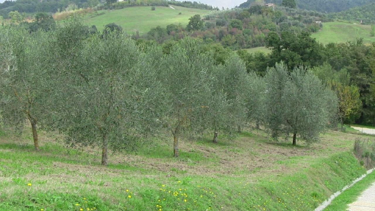 Agriturismo Frallarenza Ficulle Екстериор снимка
